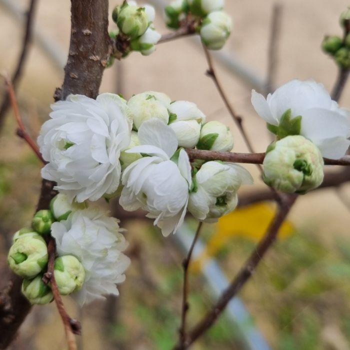 목하원예조경 겹꽃 흰색 백매화나무 개화주 R3점 내외 매화 매실 묘목 노지월동 정원조경수 봄꽃나무 45,000원
