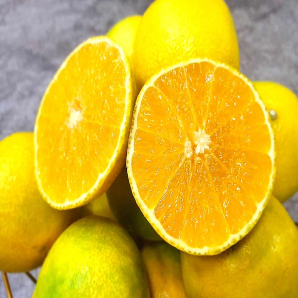 더준마켓 서귀포 명품 고당도 새콤달콤 노지 조생귤 타이벡 황금향 65,300원