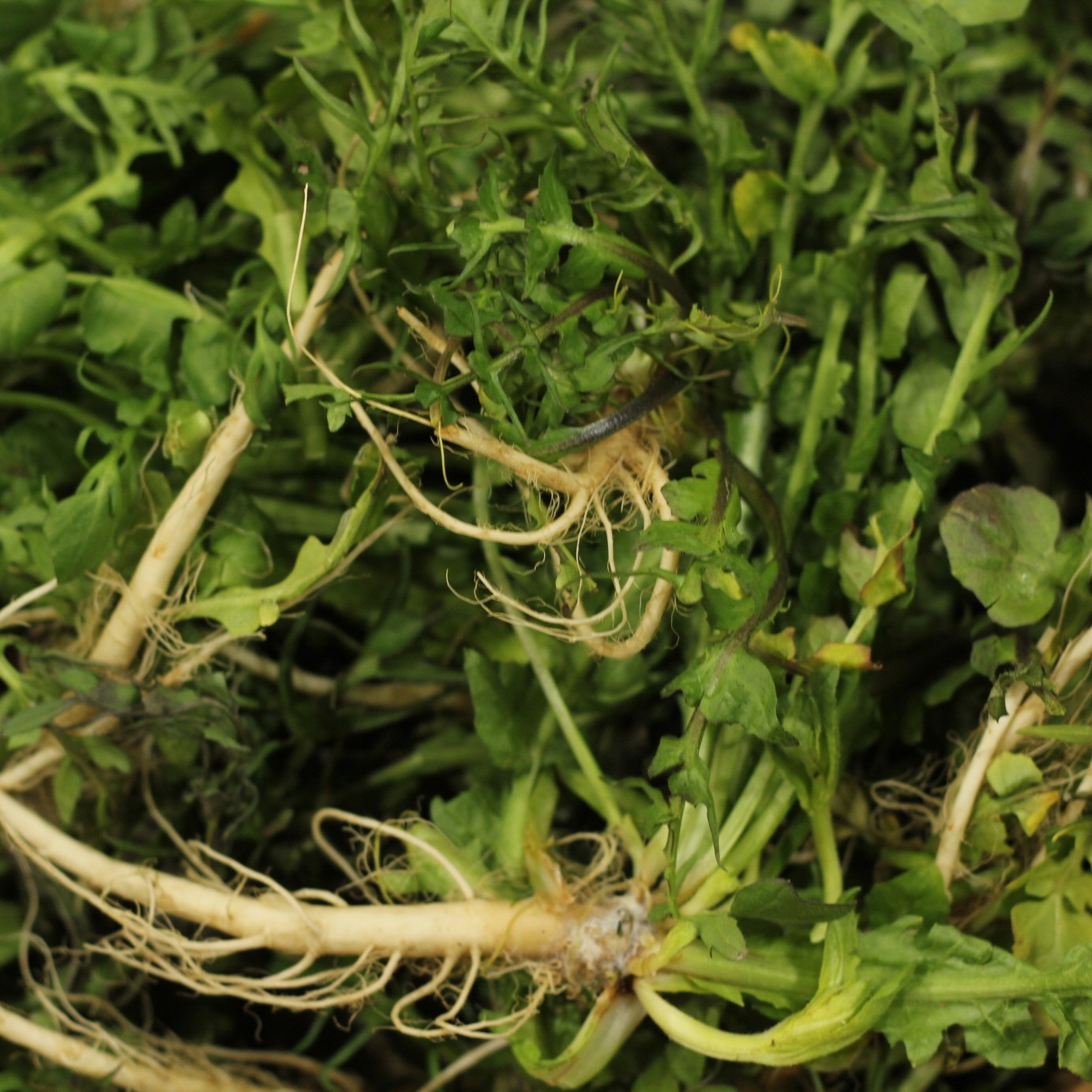 손질 세척 냉이 선별 신선채소 제철나물, 1박스, 300g 11,900원