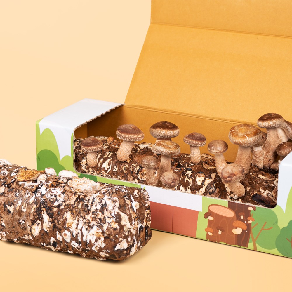 집에서 버섯키우기 솔송화버섯 키우기 키트 표고 버섯 배지, 1개 25,900원