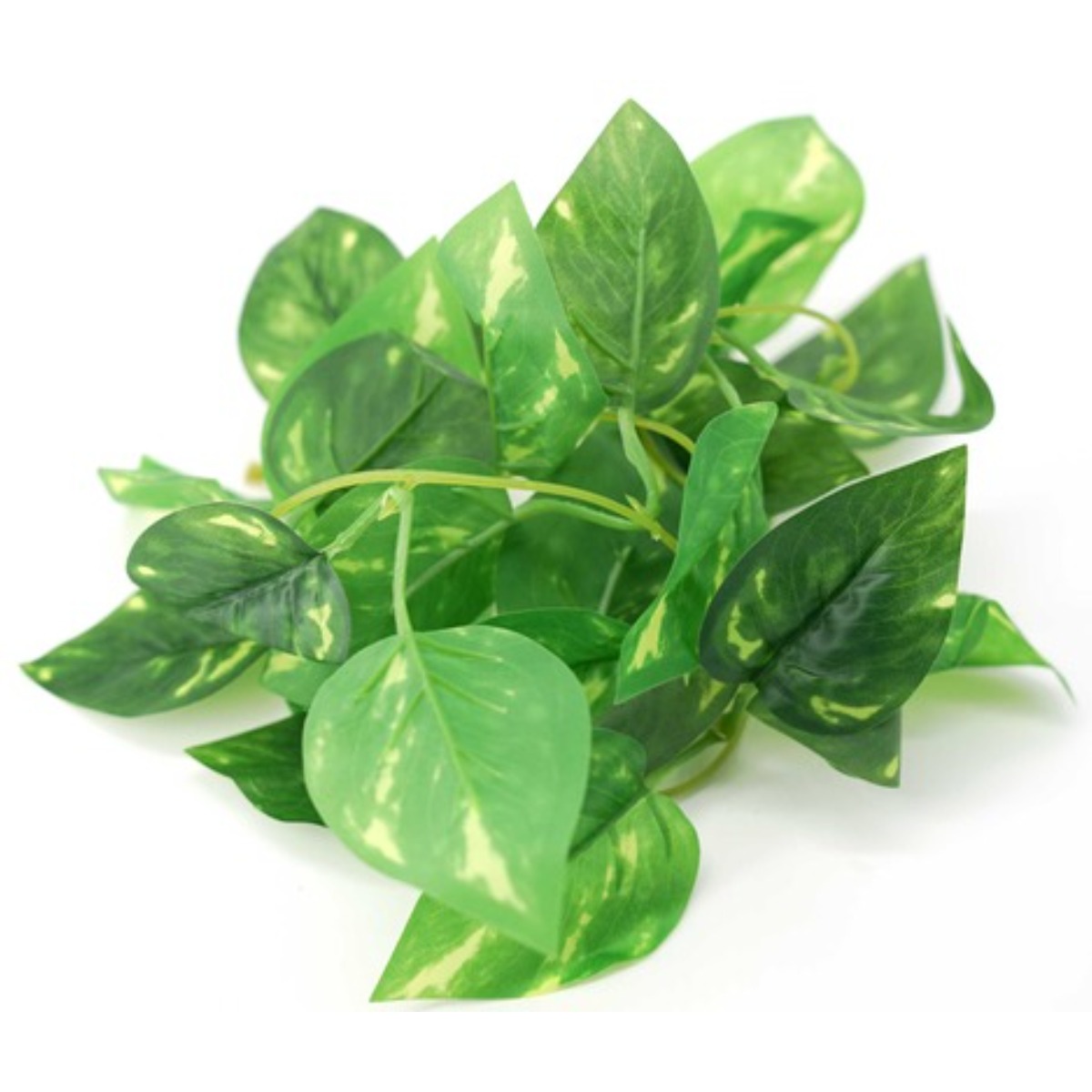 JIF 넓은 소프트잎 흡착판세트 크레은신처 크레스티드게코 3,800원