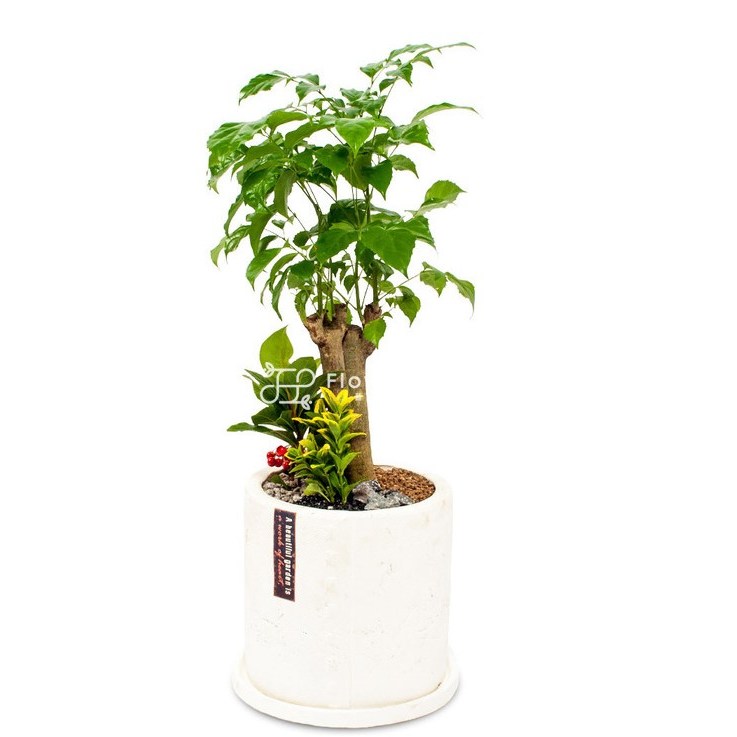 플라워피아 개업화분 집들이 승진 취임선물 공기정화식물 관엽식물 축하 인테리어, 1개, 녹보수(테이블용) 59,800원