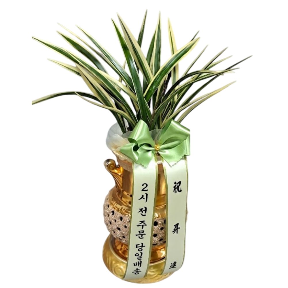 식물상사 고급 동양란 일향금, 1개 165,000원