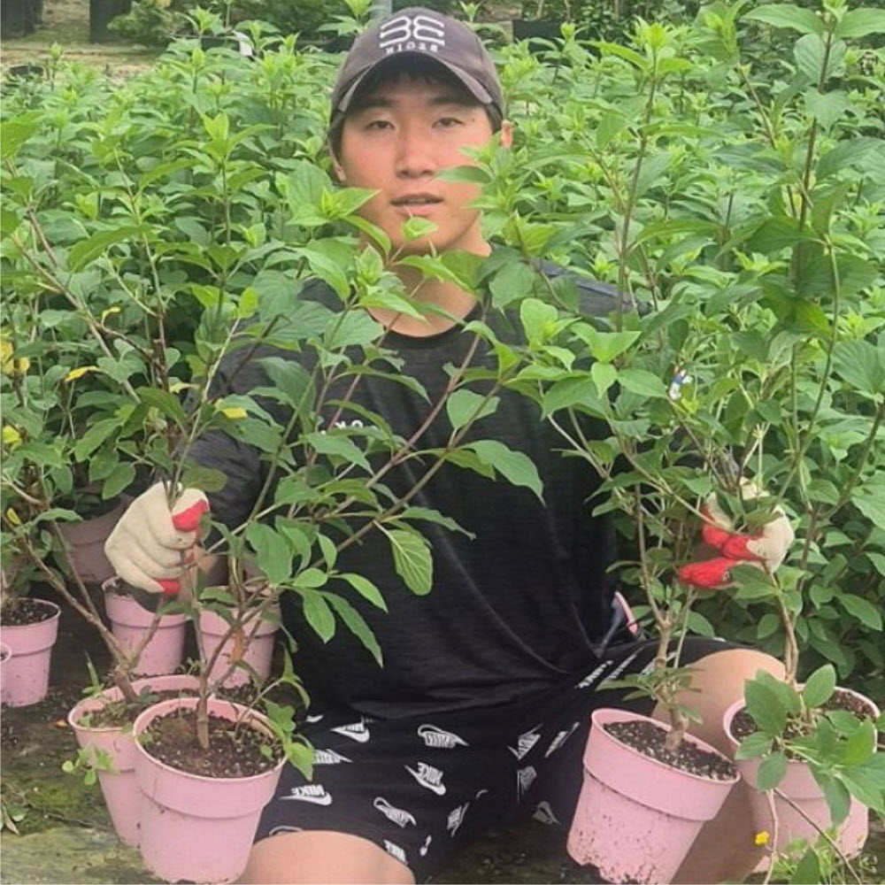 수국 3년생 (1+1 ) 2주세트 엔들리스써머 오리지널 칼라포트 수국 나무 묘목 목수국 24,000원