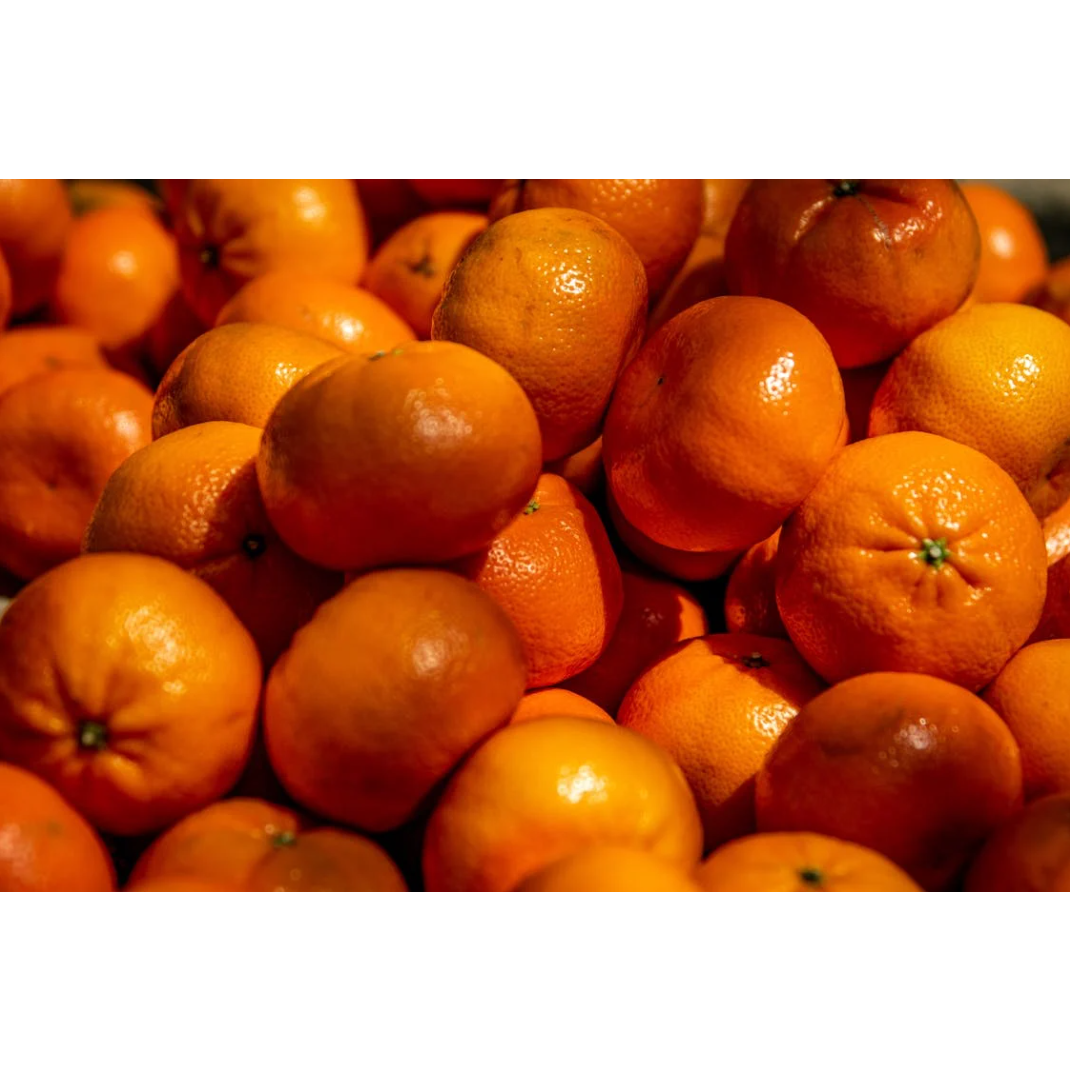 [2주한정판매] 최대16brix 밀감 서귀포1등 제주감귤 18,800원