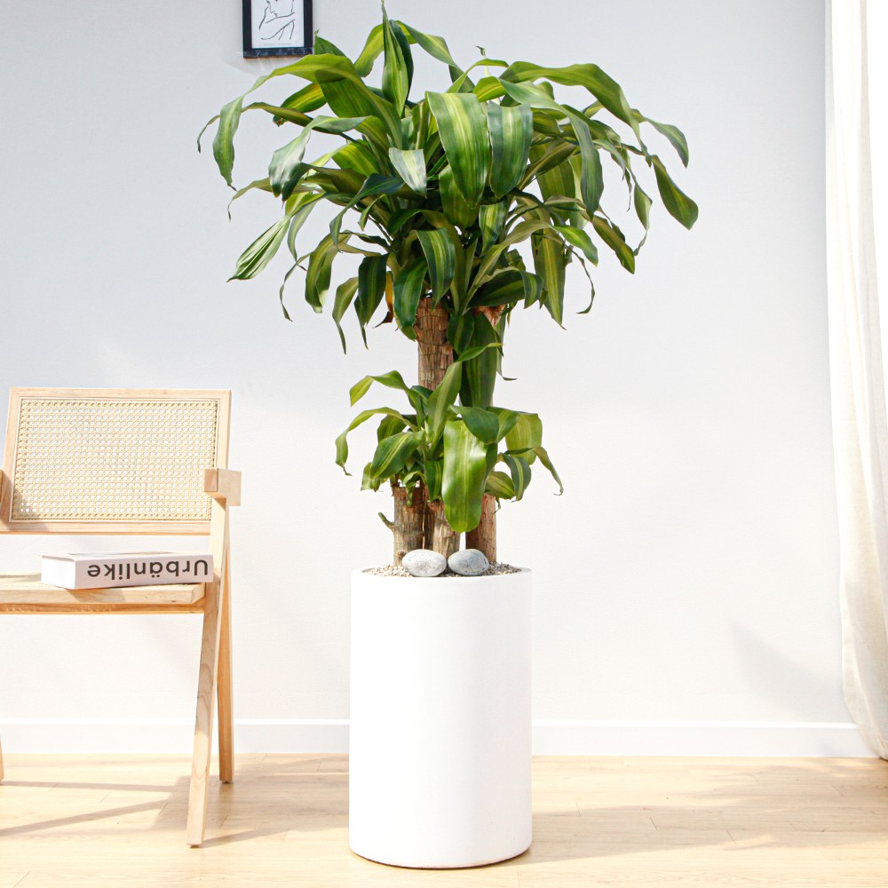 드셀플라워 금전수 돈나무 개업 화분 집들이 선물 승진 사무실 이전 병원 개원 식당 개업식 축하 화분 배달 당일배송 74.특대형_행운목 흰색원형 경량화분 149,000원