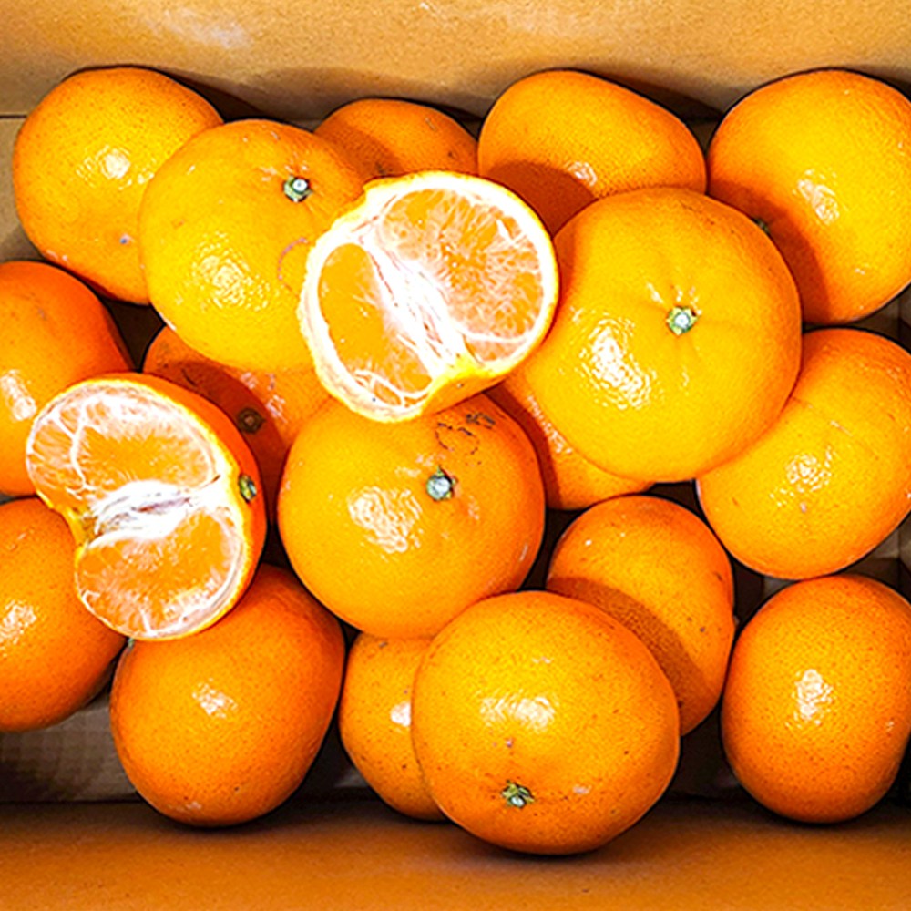 제주직송 만감류 카라향 천혜향 노지한라봉 10kg 초특가 한정물량 정품 가정용 선물용 [아침이슬농원], 1박스, 천혜향 가정용 혼합과 3kg 18,900원