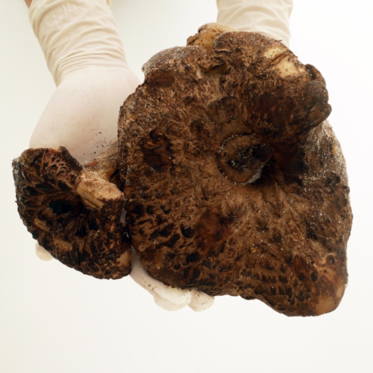 자연산 능이버섯 냉동(특품) 200g 프리미엄 냉동능이버섯 능이백숙 며느리약초, 1개, 200g 19,900원