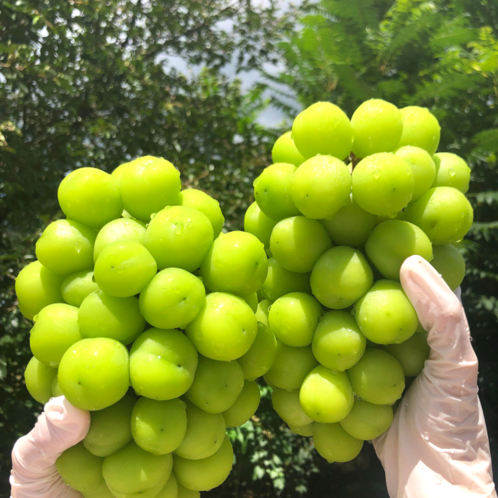 [초특가할인] 특등급 프리미엄 샤인 머스켓, 1박스, 특등급 프리미엄 샤인머스켓 1수 1.2KG 14,800원