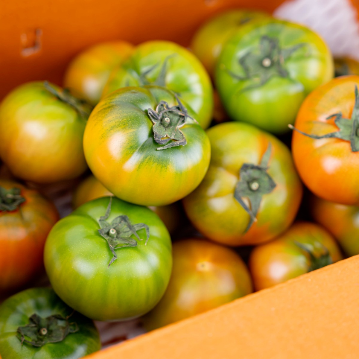 [신선온] 산지직송 부산 대저 짭짤이 토마토 (프리미엄 로얄과 ) 2.5kg, 1박스, 2.5kg(로얄과) 60,800원