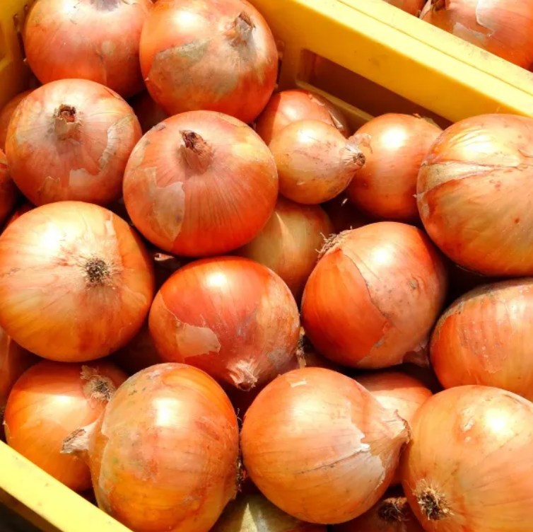 아삭아삭 단단한 국내산 햇양파 2kg 9,500원