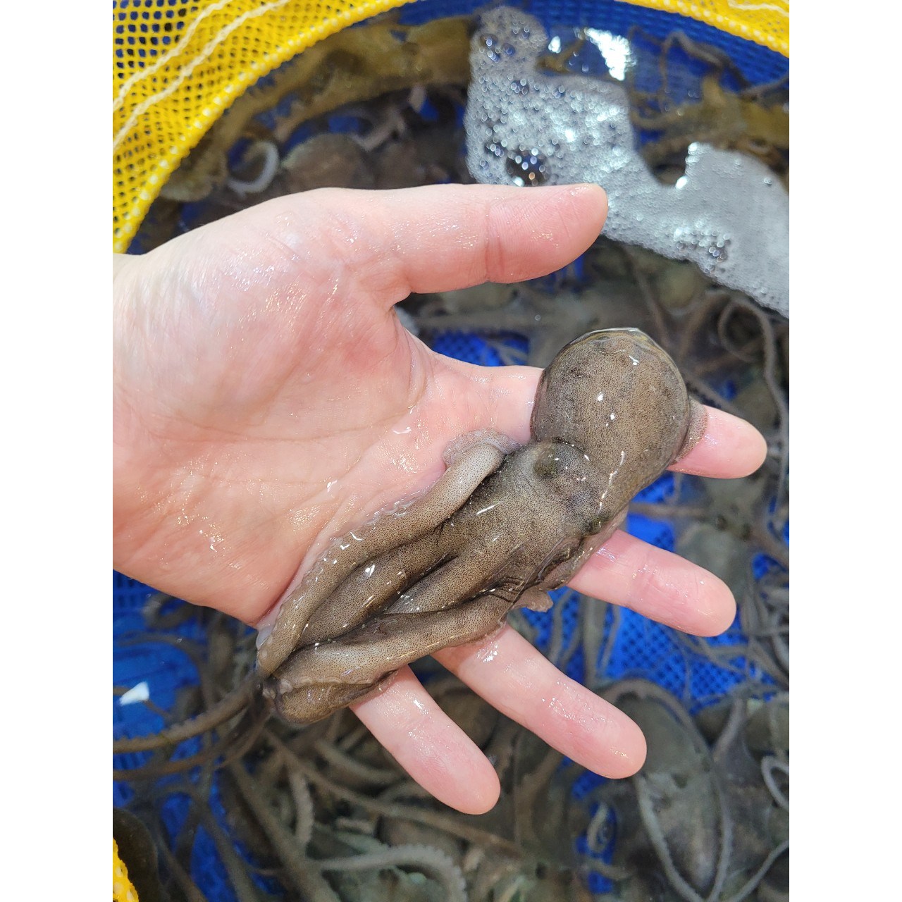 [신안/목포] 타우린과 무기질,필수 아미노산 보양식품 생물 산낙지 (소/중소/중/중대)10마리/ 산소포장, 1개, 850g 내외 125,000원