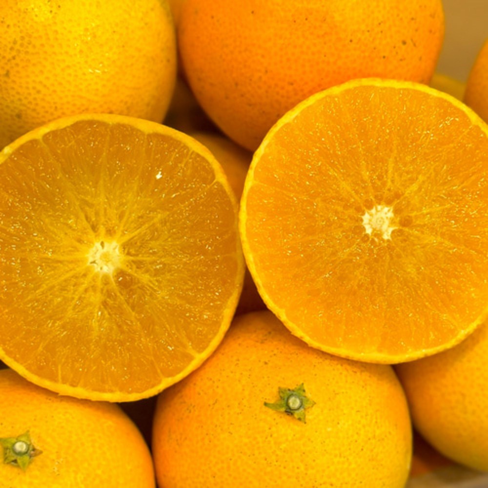 황금향 제주감귤 제주도귤 산지직송 과일선물 45,900원