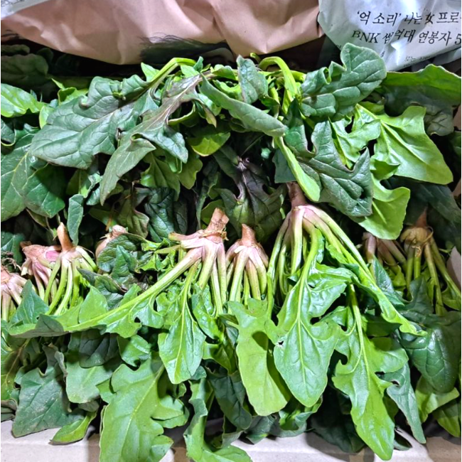[남해산지직송] 당일수확 해풍맞은 섬초 시금치 보물초 14,900원