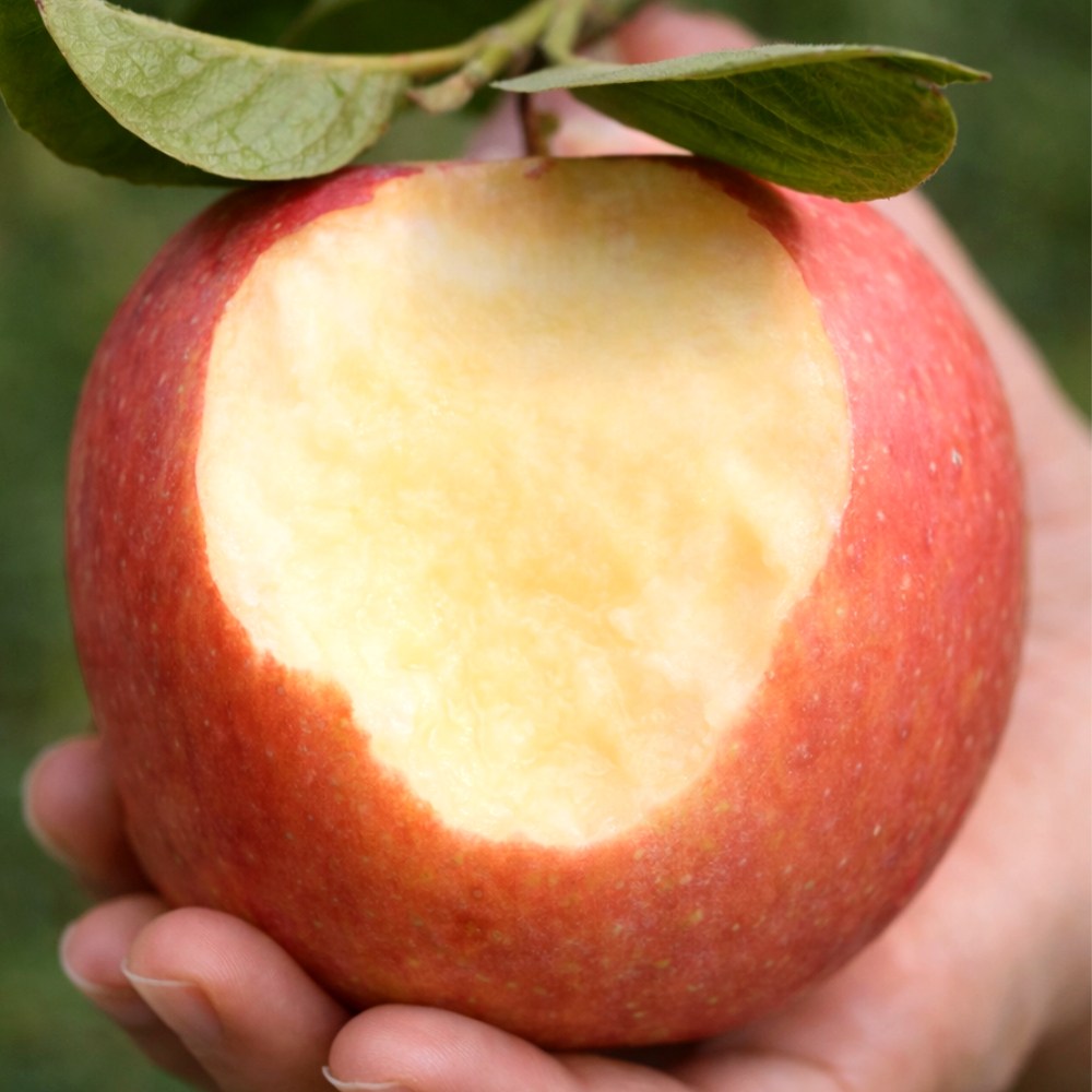 [2일초특가] 농가선별 청송 부사 사과 17,900원