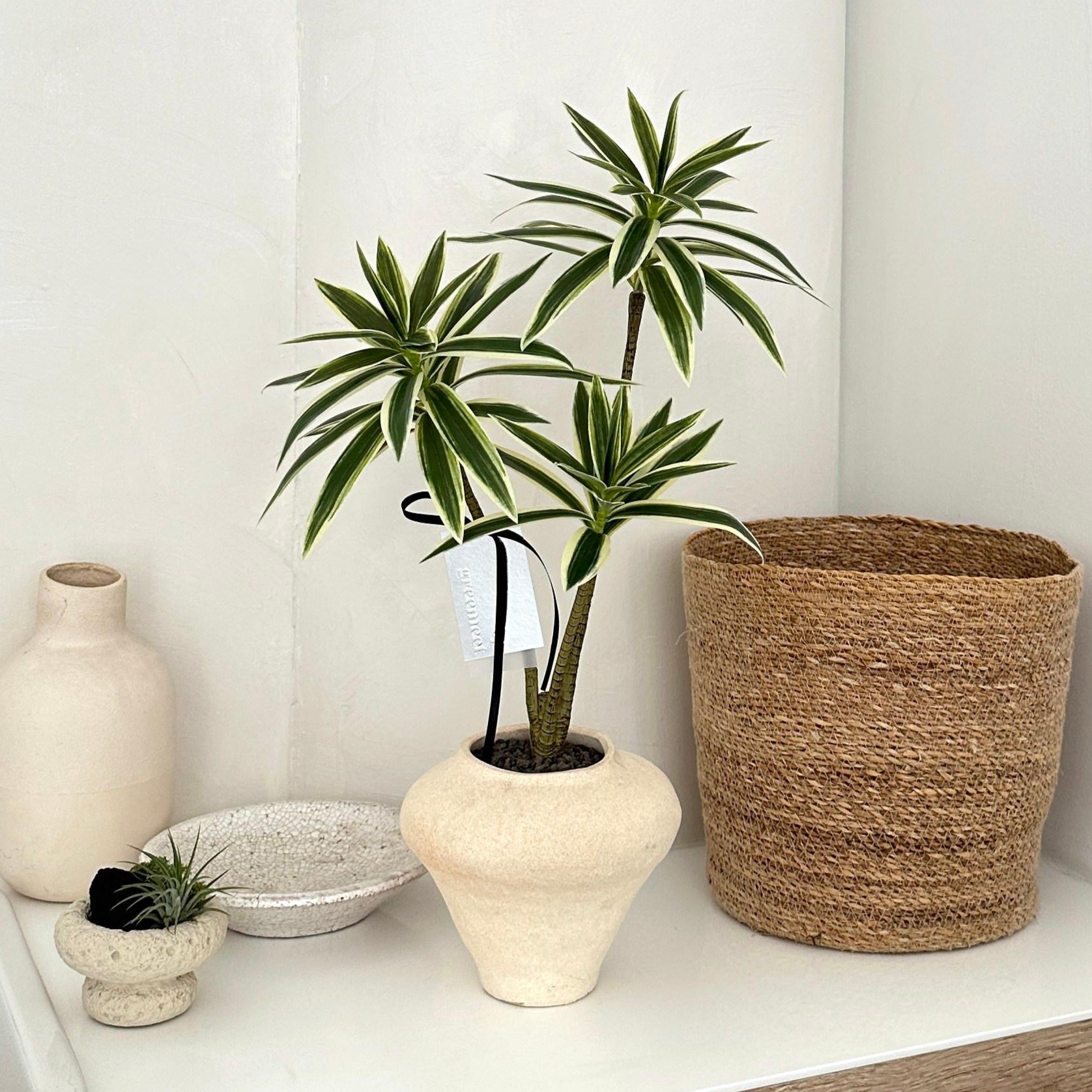 그리밋 리얼플랜트 드라세나 송오브인디아 조화 화분 65,000원