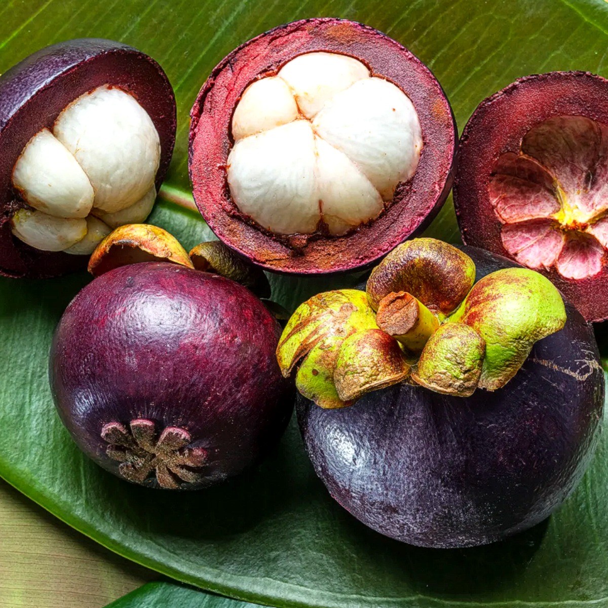 열대과일의 여왕 탱글탱글 생 망고스틴 113,120원