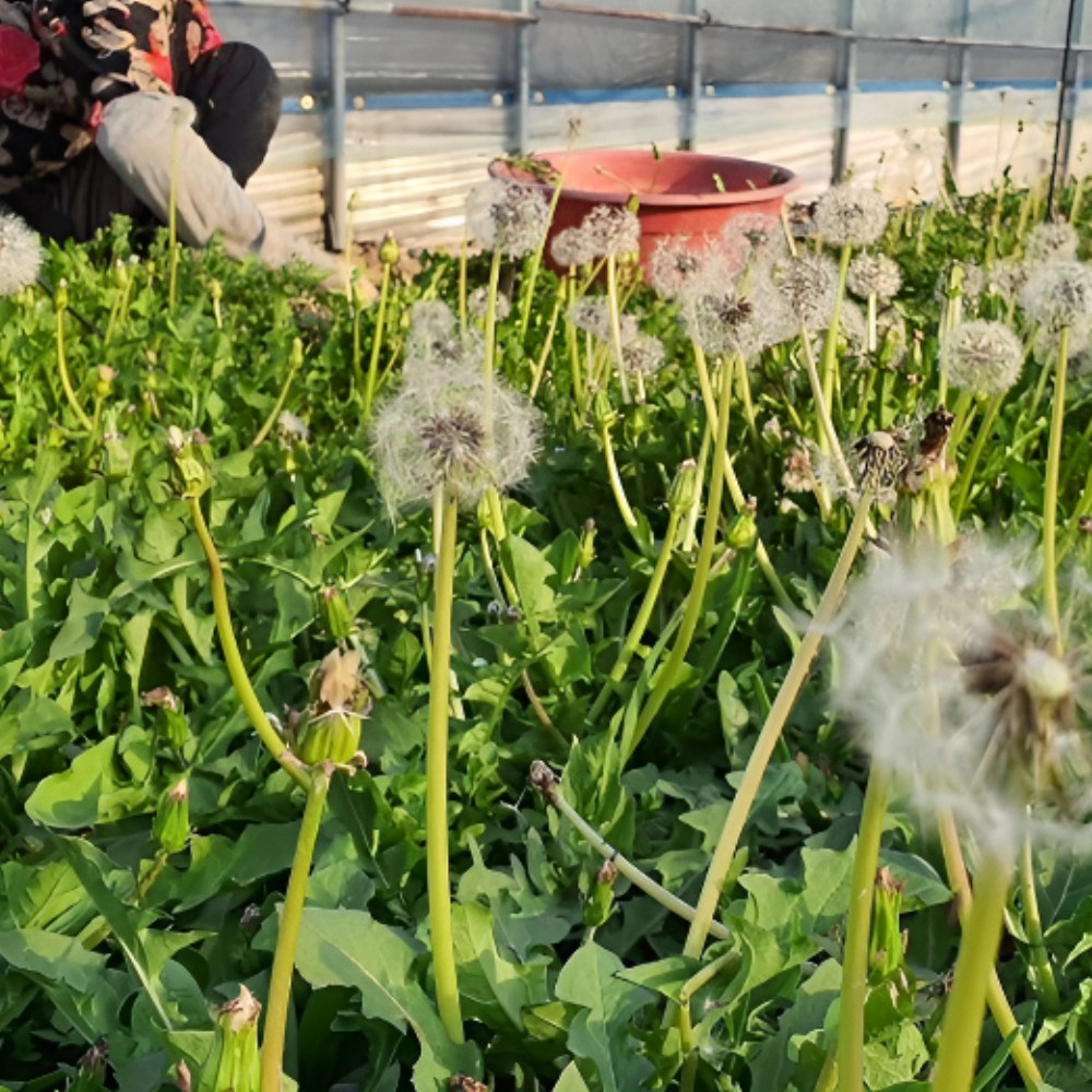 농랑부랑 강원도 양구 흰꽃민들레 하얀민들레 토종민들레 400g, 1박스, 400g 11,900원