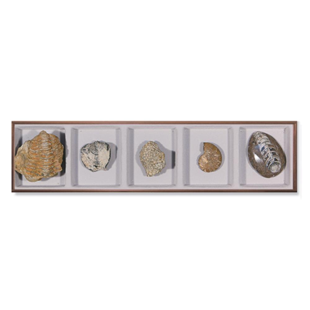 광물특성 관찰용 동물화석 5종 표본키트 암석샘플 과학실습 화학교구 학습교재 60,590원