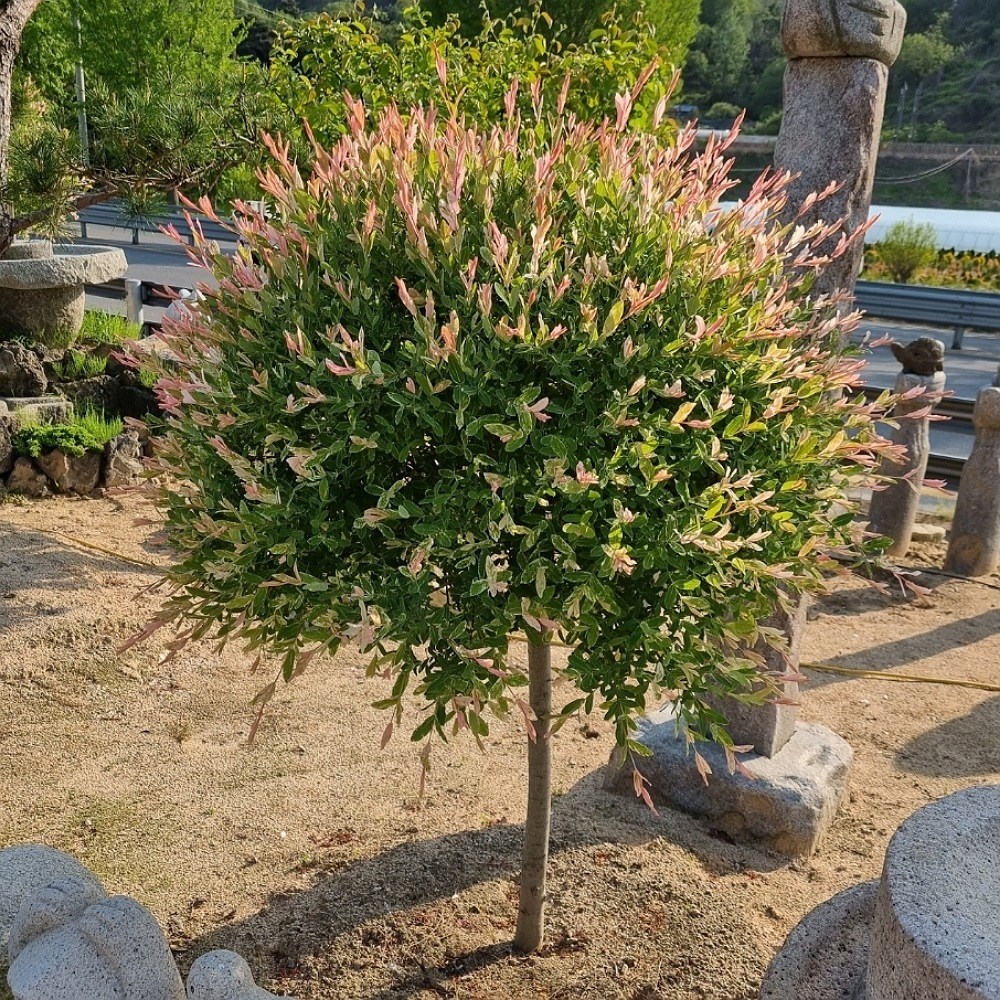 플라밍고셀릭스나무 3년생특묘 삼색버드나무 플라밍고셀렉스 화이트핑크셀릭스 묘목 34,800원