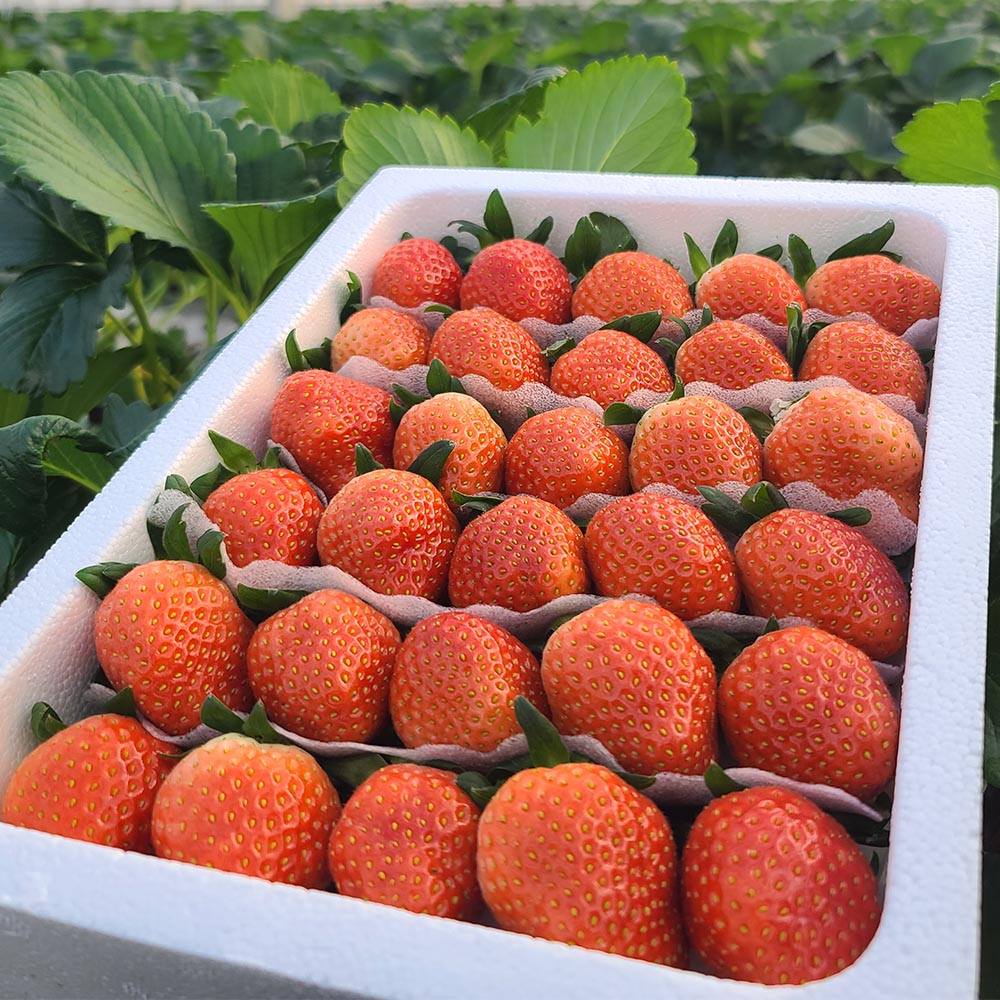 국내산 설향 딸기 특품 로얄과 700g 24-35구 29,500원