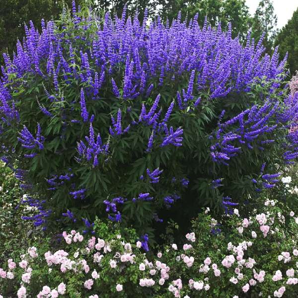 바이텍스(Vitex, 이태리목형) 씨앗 3,490원