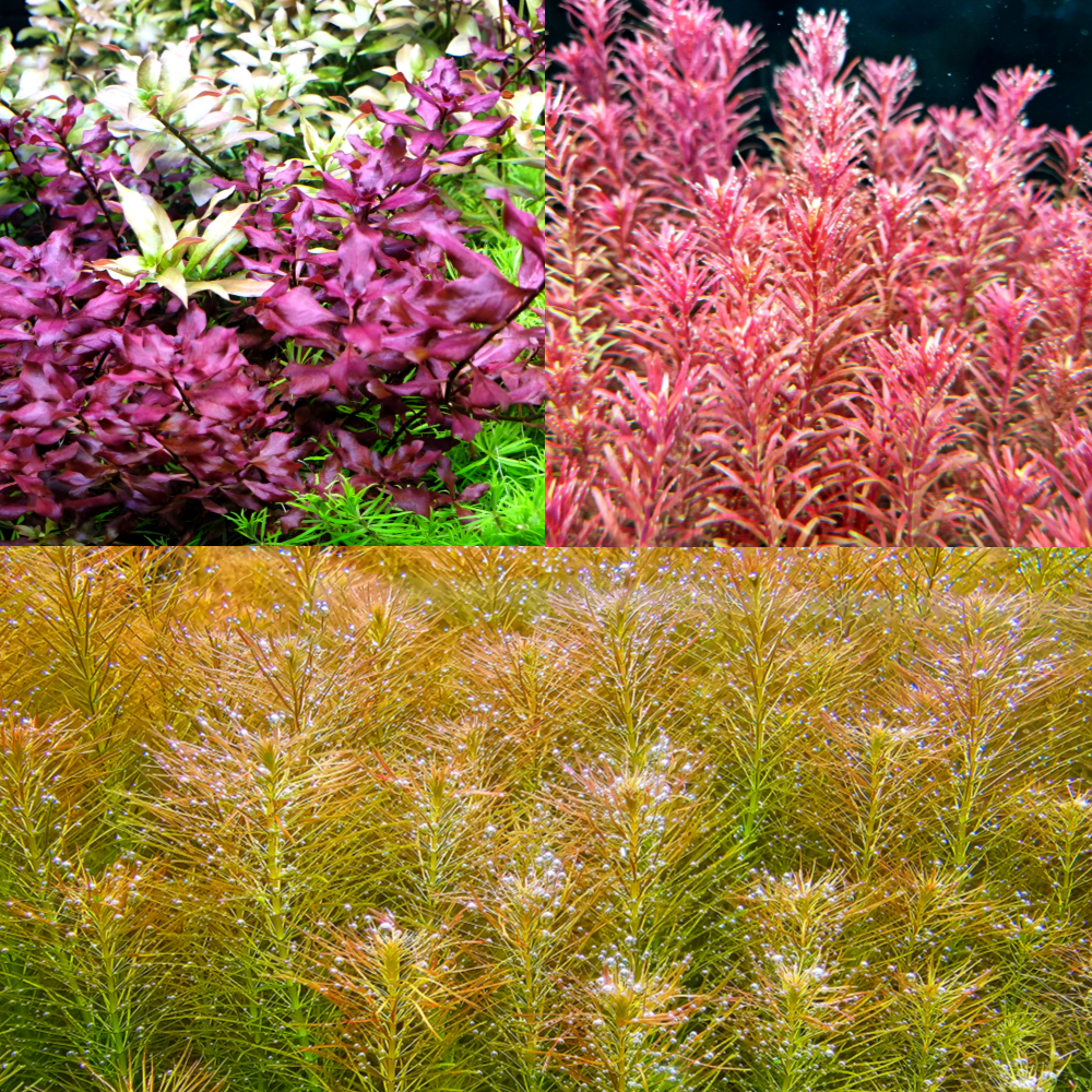 [수초대부] 인기 유경 수초 3종 세트 B (14줄기) (키우기 쉬운 초보 수초) (무료배송) (달팽이, 이끼 없는 수초) 15,000원