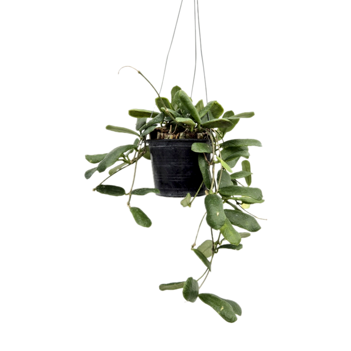 [피움뜰] 수입호야 모음 카노사 중대품 꽃피는 행잉플랜트 최저가, 1개 13,900원