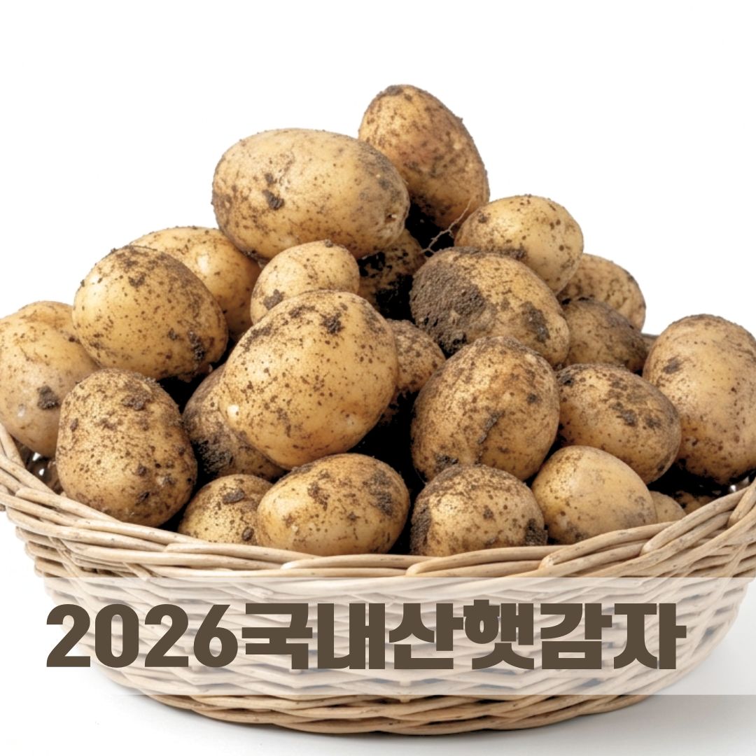 26년 국내산 햇감자 흙감자 제주 강원도 54,000원