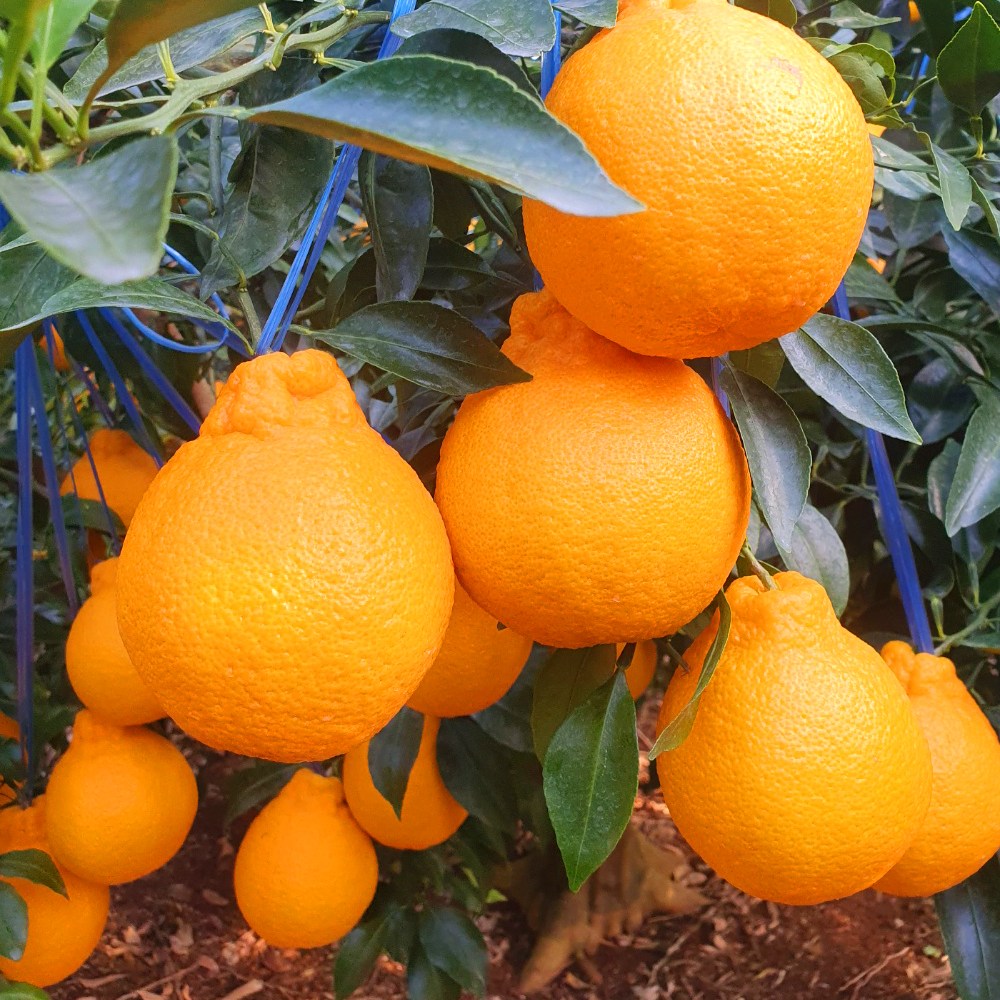 제주 고당도 한라봉 서귀포 농장 직송, 1박스, 가정용 5kg 44,900원