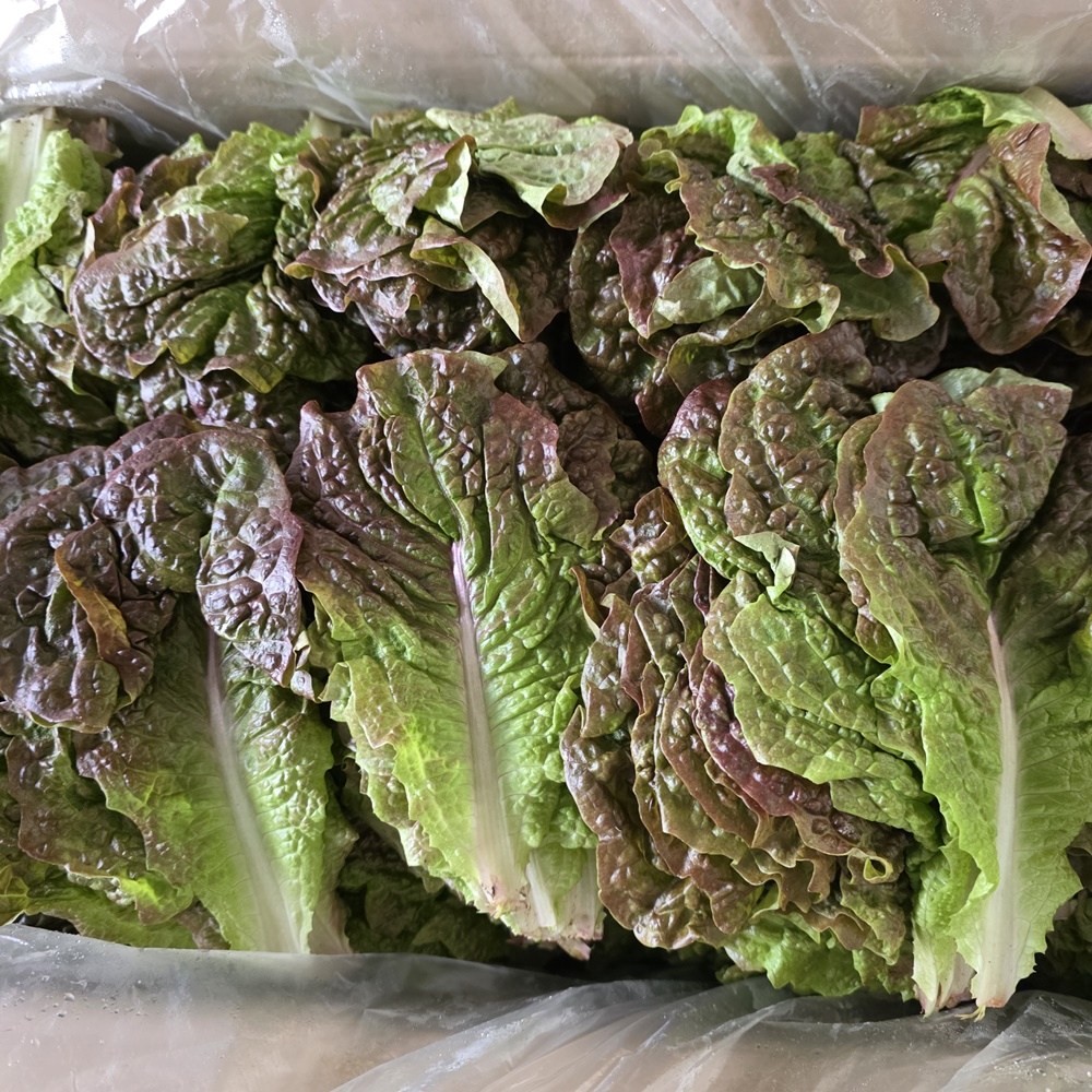 통째로팜 국내산 적상추 4kg (특) 14,900원