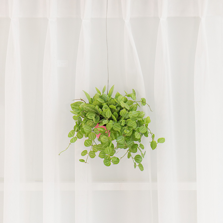 갑조네 미니화분 디시디아(멜론) 행잉플랜트 에어플랜트 플랜테리어 실내식물 관엽 공기정화 11,000원