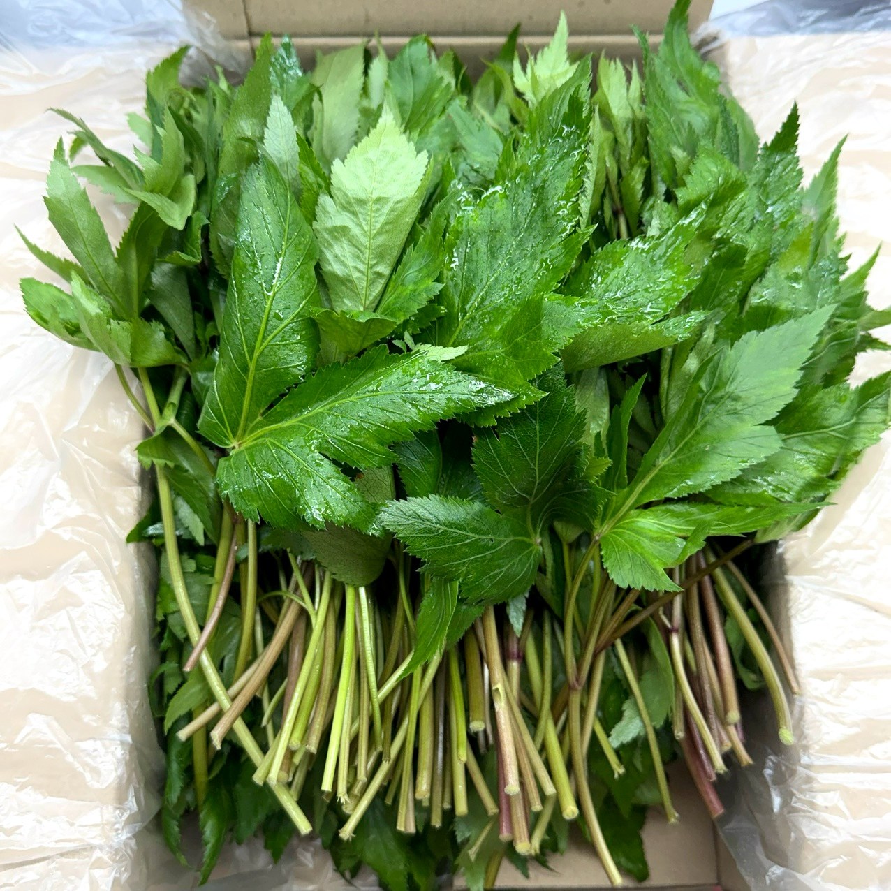 농진사 국내산 당귀 당귀잎, 1개, 1kg 10,500원