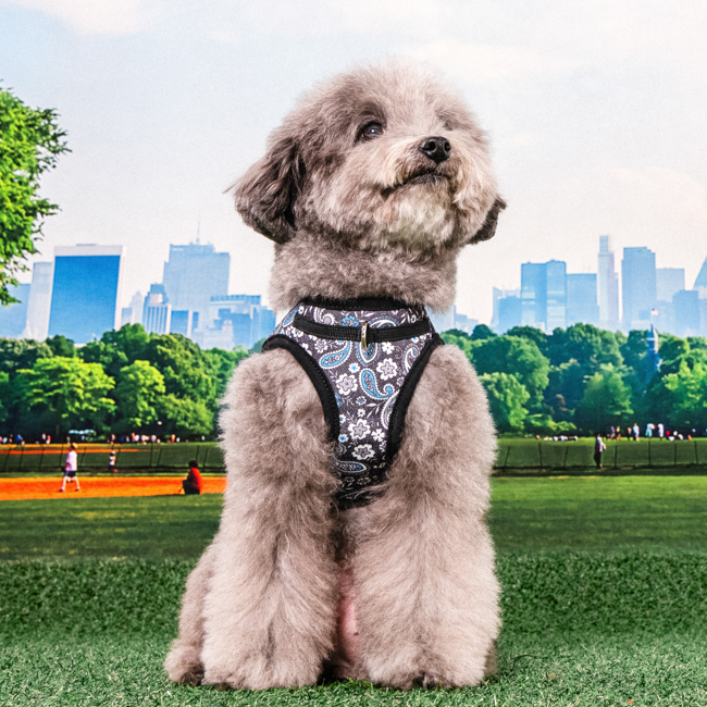 퍼피아 강아지 하스 하네스 HB2181, 블랙, 1개 26,000원