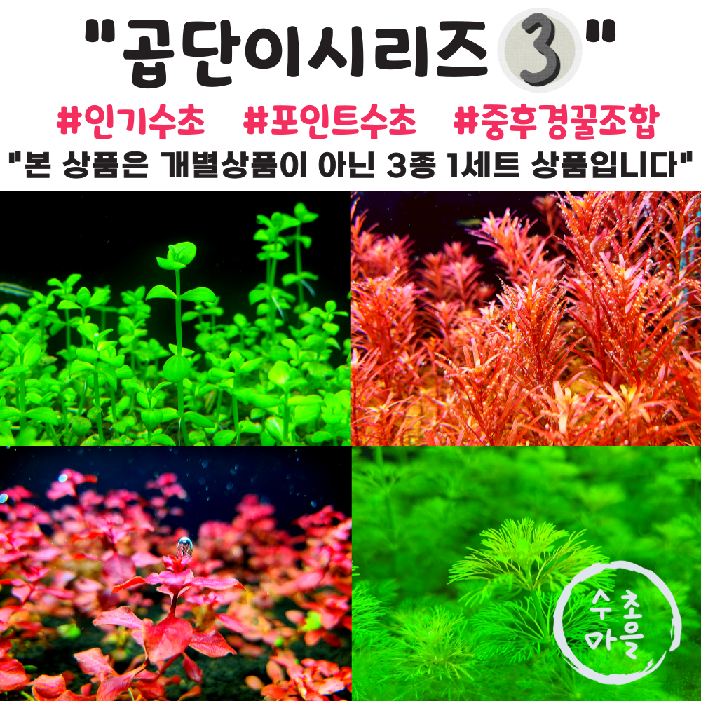 <수초마을> 곱고예쁜 인기수초만 모은 곱단이시리즈 셋 세트 4종(25줄기)구성, 로탈라블러드 도리마리아코다타 루드위지아 슈퍼레드 암브리아 폭번수초 초보수초 어항수초 17,900원