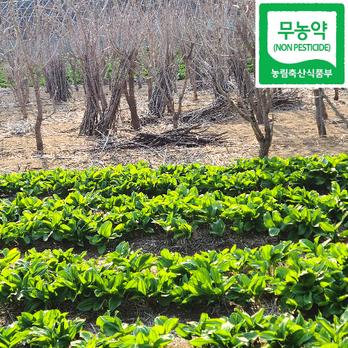 2026 강릉 오대산 부연동마을 생 명이나물 산마늘 최상품 친환경 무농약농산물 인증, 줄기포함 잎명이 4kg, 1개 75,500원