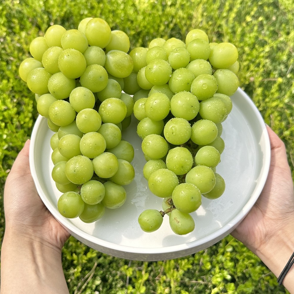 [초특가 최상품] 고당도 국내산 샤인머스켓 산지직송, 1개, 1kg내외(1-2수) 15,900원