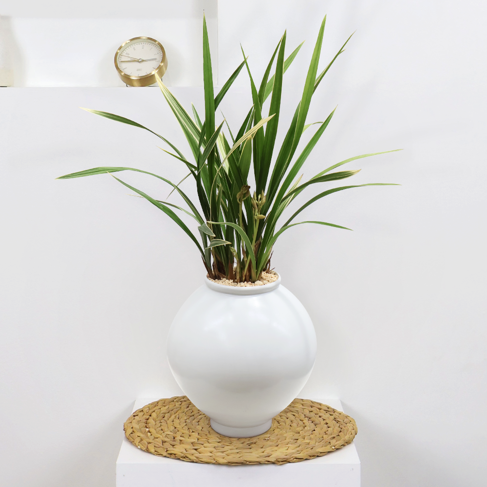 에코플라워 동양란 (이천작품 백자 달항아리) 수도권배송 사진전송 승진 영전 인사이동 진급 취임 개업 당일배송 g-0139, 1개 360,000원