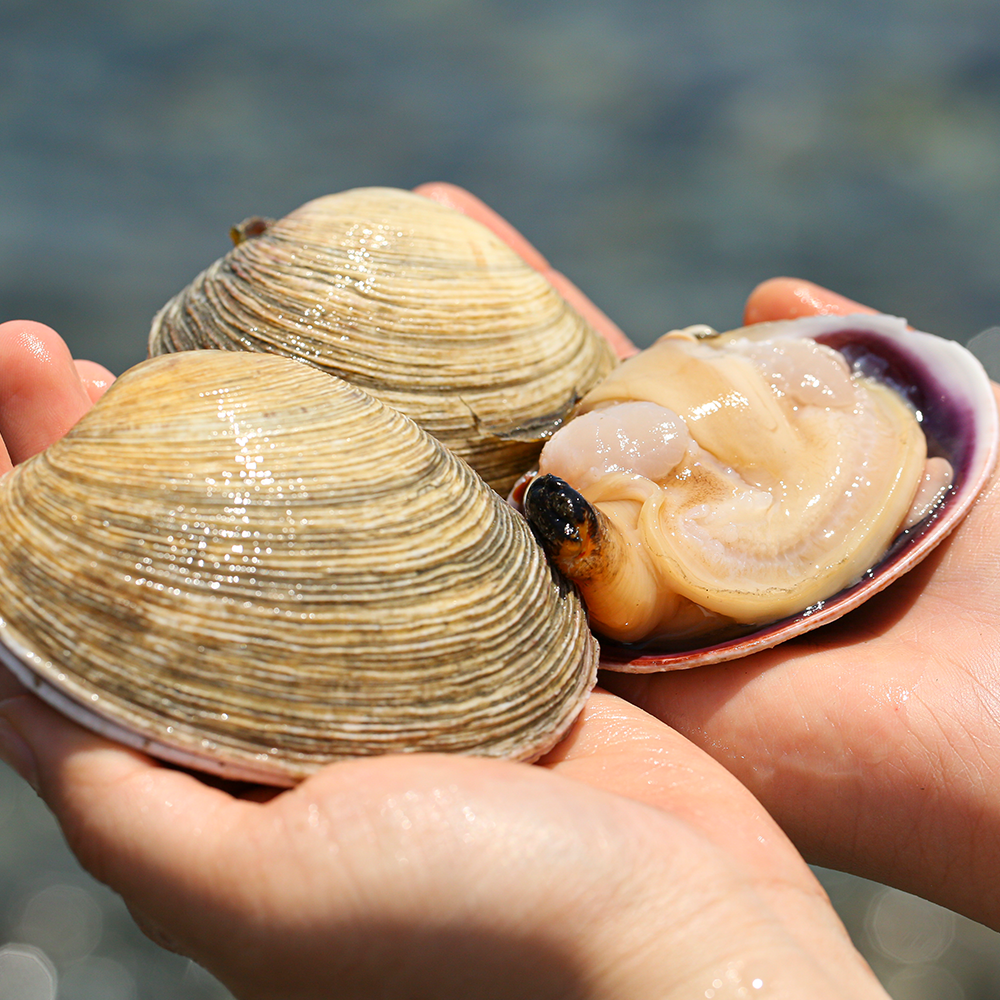 삼삼해물 개조개 활 대합 백합 조개구이 당일어획 자연산 1kg 22,350원