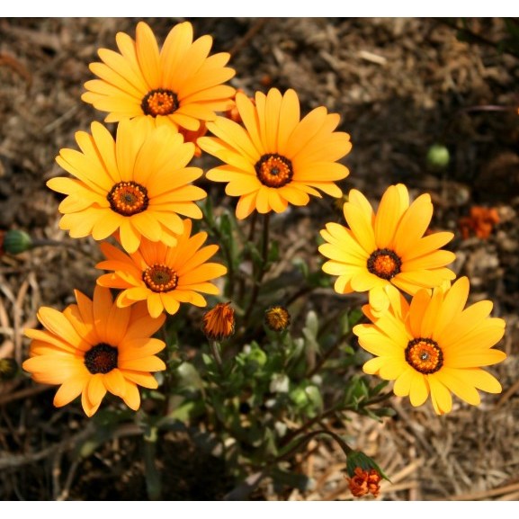 디모르포세카 (아프리칸데이지) 3종 씨앗 400립 대포장 선택구매 30,000원