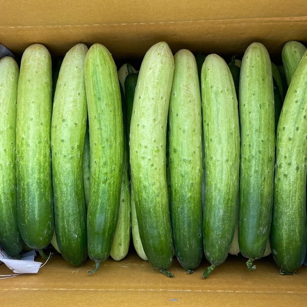 아삭아삭 시원한 백다다기 오이지오이 조선오이 특품 66,200원