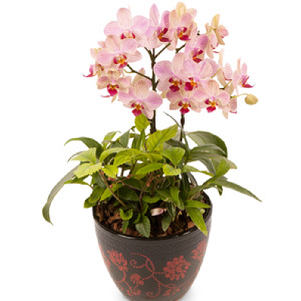 나눔플라워 전국 저가 서양란 취임 진급 승진 개업 승진란 개업란 진급란 축하 꽃배달서비스 당일꽃배달, 1개 64,000원