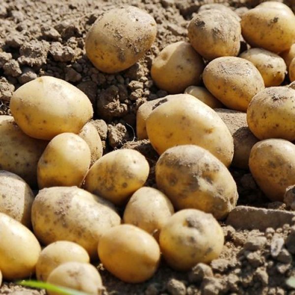 강원도 포근포근 수미 씨감자 10KG 종자 모종 26,000원