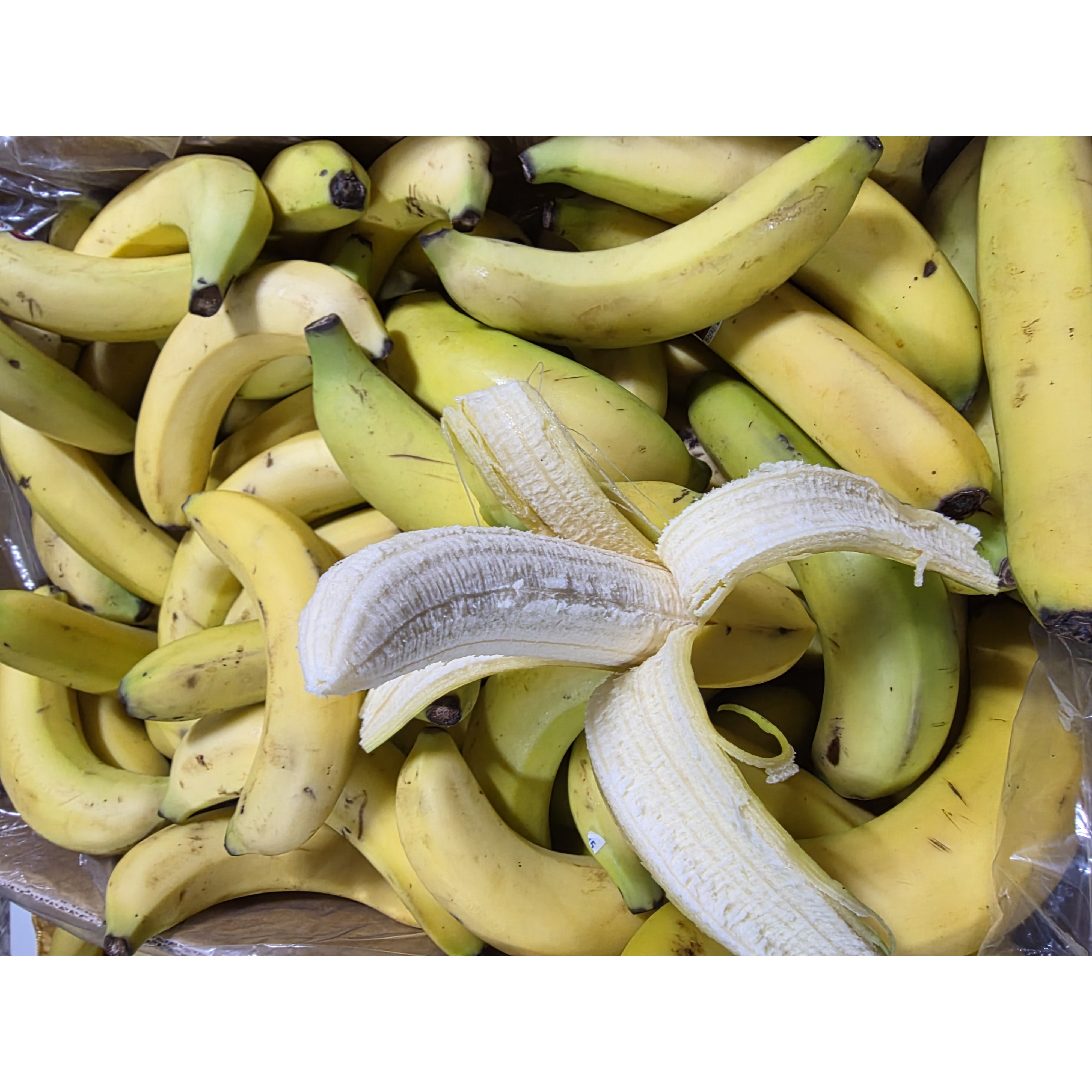 실속형 고당도 낱발 바나나 고당도 낱발 바나나 6KG,10KG,13KG, 1개, 10KG 20,000원