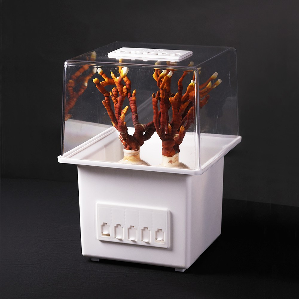 불로초 녹각 영지 베타글루칸 최고 함유 차 버섯 자동 재배기 종균 배지 키우기 재배 키트 4구 110,000원