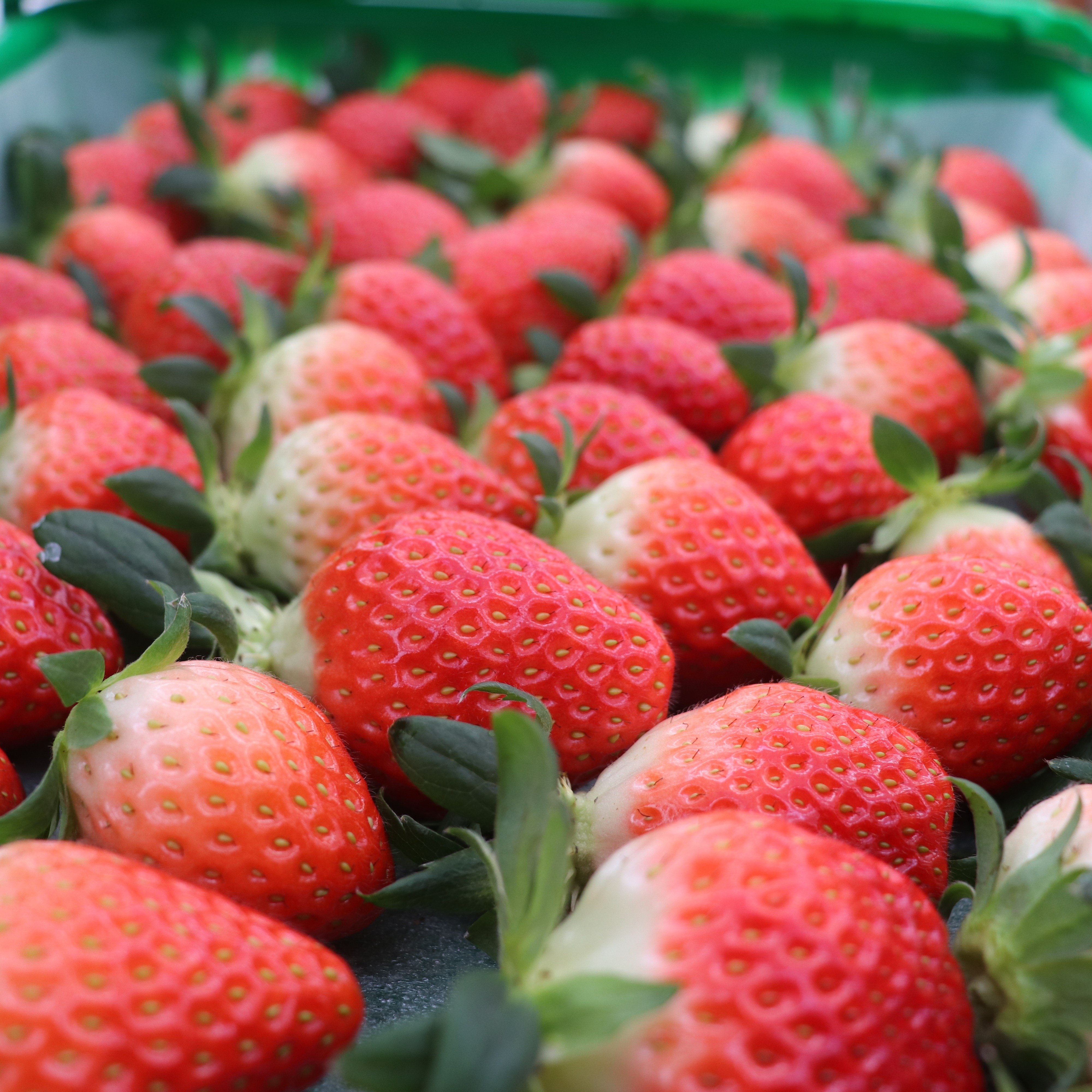 [마사팜] 당도와 식감이 최고 금실딸기 설향딸기 산지직송 특대과 한정특가 26,900원