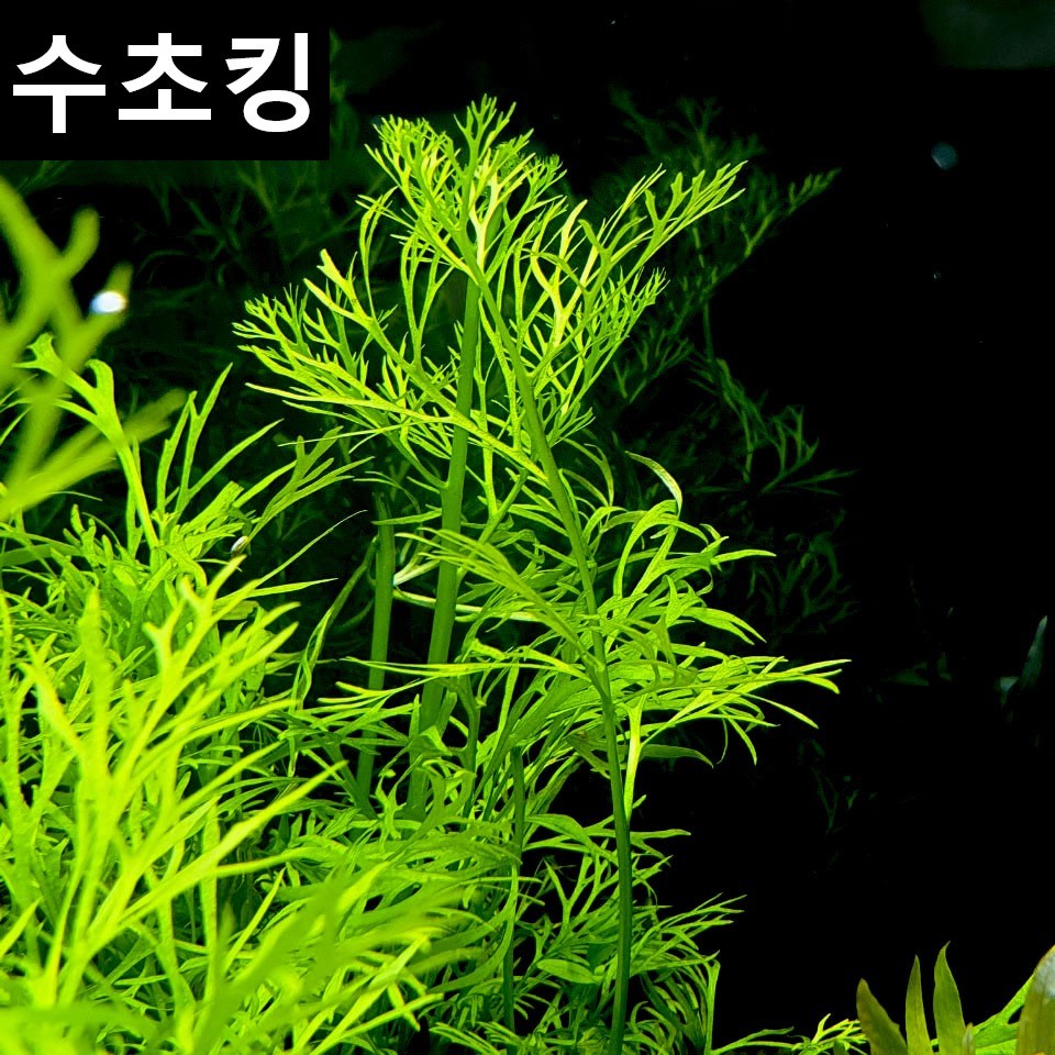 수초킹 키우기 쉬운 초보수초 아메리칸 워터 스프라이트 베트남 14,990원