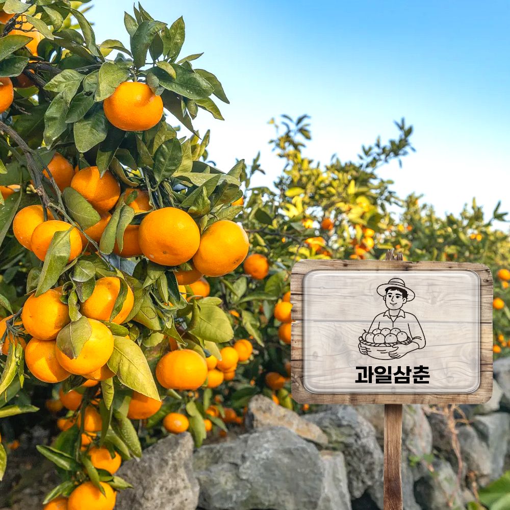 [제주삼춘] 제주 서귀포 새콤달콤 노지 감귤 16,900원