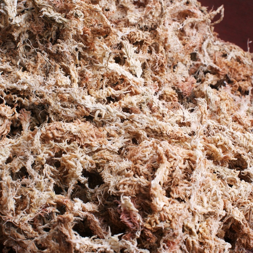 뉴질랜드 청정수태 호접란 풍란 양란 난 분갈이 삽목 뉴질랜드산 18,000원