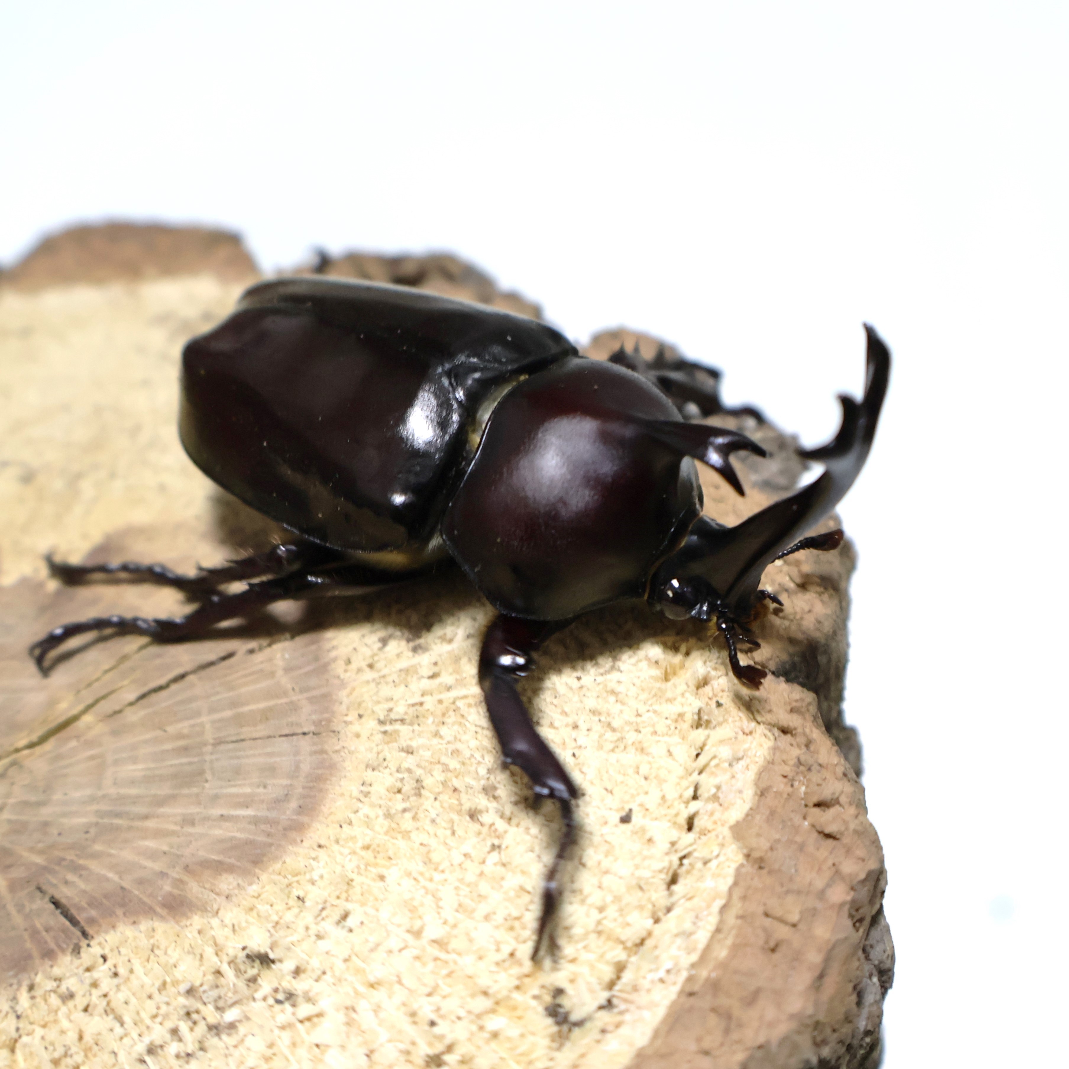 장수풍뎅이 성충 수컷 암컷 신생충 (Vittle 애완곤충) 12,000원